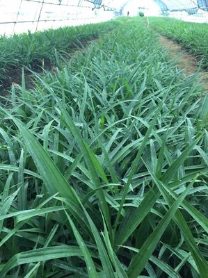 [白芨種苗批發]陜西漢中漢臺區白芨種苗 0.60元/棵白芨苗2年 _ 一畝田