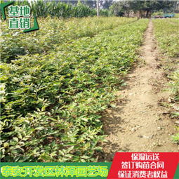 江西湘東小椒樹苗報價價格