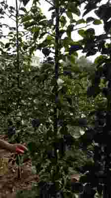 農(nóng)業(yè)新聞 陜西安康法蘭地草莓苗種苗公司 純度有保證