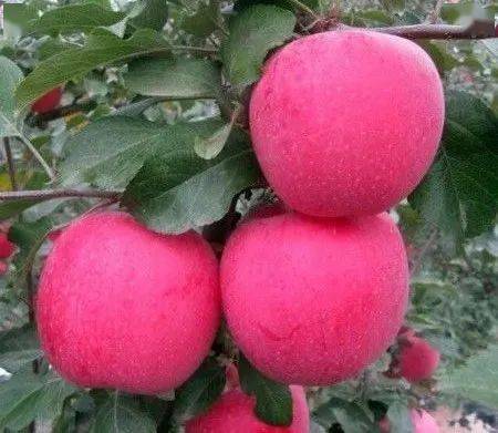 大農(nóng)圈 農(nóng)業(yè)供求信息 第二百四十二期