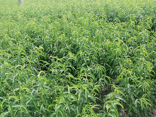 炎陵縣樂康水果種植專業合作社