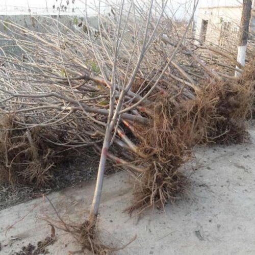 【陜西專(zhuān)業(yè)從事櫻桃苗報(bào)價(jià)基地批發(fā)】-