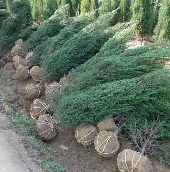 陜西龍柏苗種苗銷(xiāo)售