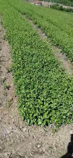 [蒼術(shù)種苗批發(fā)]陜西商洛鎮(zhèn)安縣蒼術(shù)種苗 0.25元/棵【精品】蒼 _ 一畝田