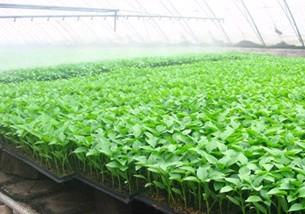 蔬菜種苗,蔬菜種苗生產(chǎn)廠家,蔬菜種苗價(jià)格