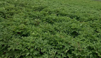 批發(fā)優(yōu)質(zhì)牡丹苗-油用牡丹種植技術(shù)指導(dǎo)-廠家直銷(xiāo)牡丹苗價(jià)格-和慶堂藥材種苗