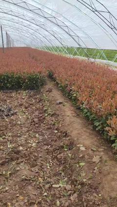 陜西咸陽(yáng)楊陵區(qū)黃楊苗、黃刺梅種苗、金森女貞杯苗、石楠苗、海桐苗張澤民種植基地_地址_產(chǎn)地貨源