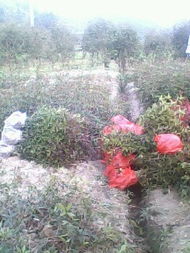 陜西哪里有桂花樹(shù)苗賣(mài)