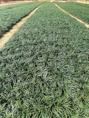 寧夏麥冬草規格-李斌麥冬草-陜西麥冬草養護