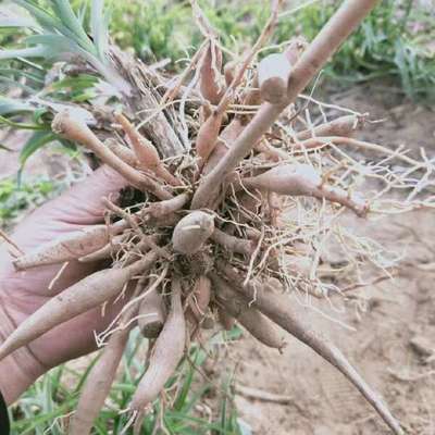 陜西大荔沙苑黃花菜種苗 產(chǎn)地直銷