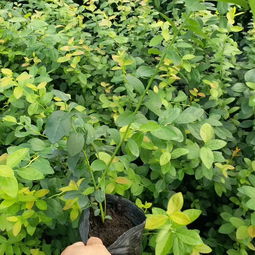【早熟藍(lán)莓苗多少錢早熟藍(lán)莓苗銷售廠家】-