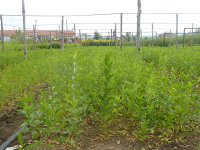 沭陽苗木基地淺析冬青衛矛的三大主要市場價值_農作物種子、種苗_農業 - 嘻嘻哈哈分類信息