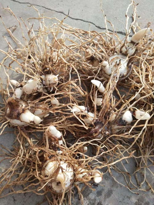 【批發白芨種苗怎么賣】- 