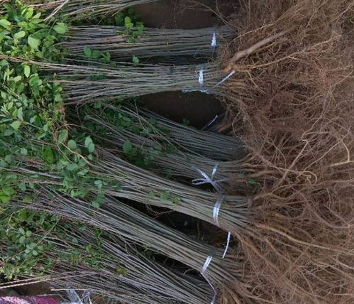 紫穗槐種苗,川姐紫穗槐根系發(fā)達,陜西紫穗槐種苗批發(fā)