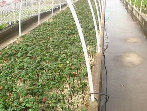 玫瑰克隆繁育及前景預測,中國植物網,克隆,克隆技術,育苗,工廠化育苗,育苗技術,植物,花卉,植物繁殖技術,植物快繁,植物非試管快繁技術,植物克隆,植物非試管高效快繁技術