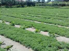 陜西種子種苗供應信息