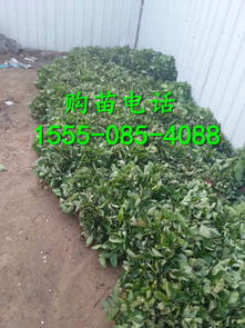 二代奶油草莓苗泌陽價(jià)格