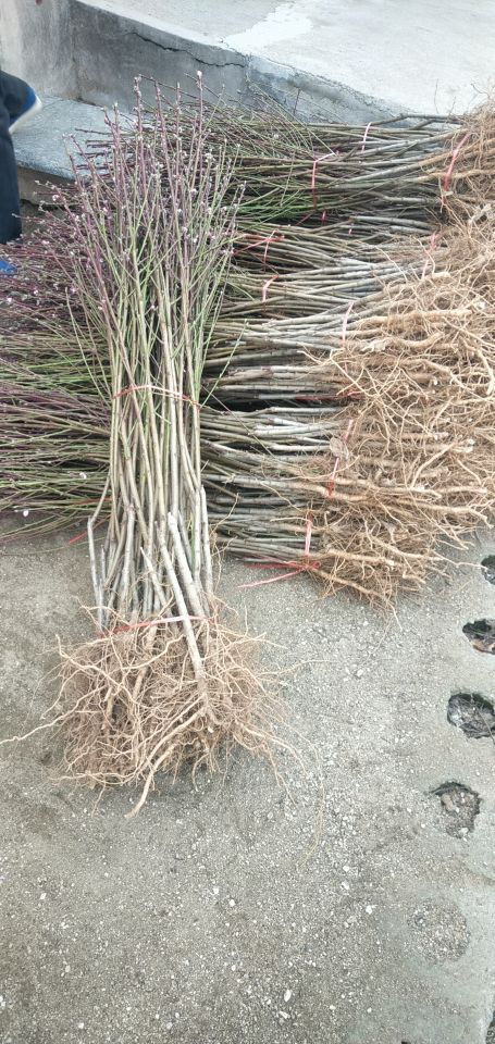 阜新市歡迎前來咨詢桃苗圖片