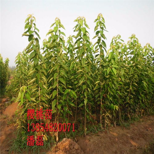 【黑珍珠櫻桃苗、黑珍珠櫻桃樹苗新品種、黑珍珠櫻桃樹樹苗價(jià)格多少】- 