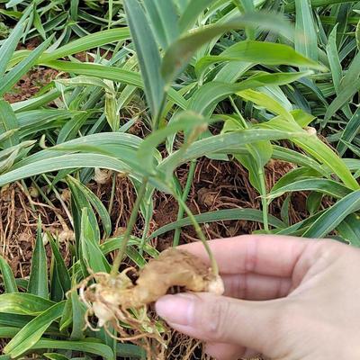 [黃精種苗批發(fā)]陜西商洛鎮(zhèn)安縣黃精種苗 0.45元/棵姜型多花四 _ 一畝田