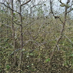 【棗樹實生苗苗木】-