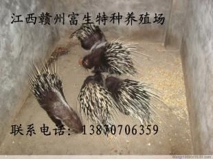 江西豪豬種苗 廣東豪豬種苗 陜西豪豬 種苗_農副產品_世界工廠網