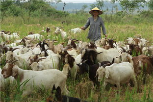 光山 農家女養羊富農家