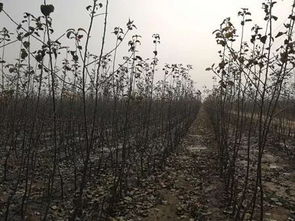 大農圈 農業供求信息 第一百五十四期