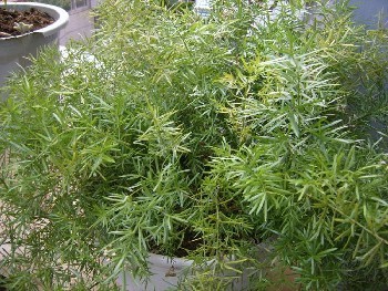 農之福天門冬種植,陜西天冬種苗基地批發(fā)