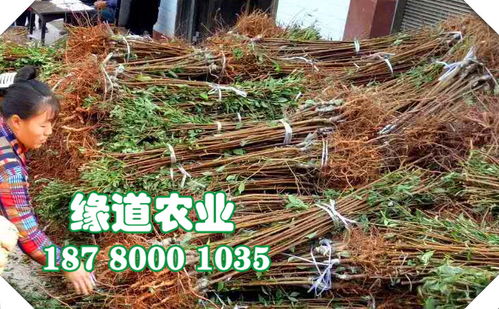 【重慶李子苗價格,那里有李子樹苗,重慶李子果樹苗批發(fā)基地】- 