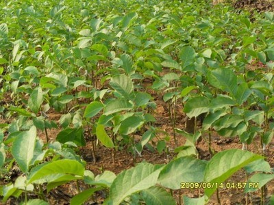 核桃苗-向陽種業種苗-向陽種業種苗 產品展示(陜西種子、陜西苗木、陜西綠化)-金泉網