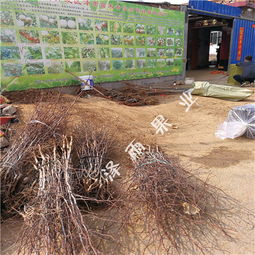 冬棗樹(shù)苗管理技術(shù) 3公分冬棗樹(shù) 4公分冬棗樹(shù)價(jià)格走勢(shì)