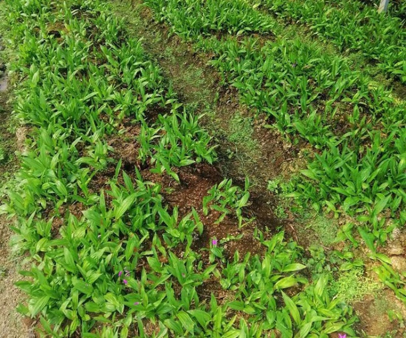 [白芨批發(fā)]陜西商洛山陽(yáng)縣白芨 10.00元/斤中藥材 白芨種苗 _ 一畝田