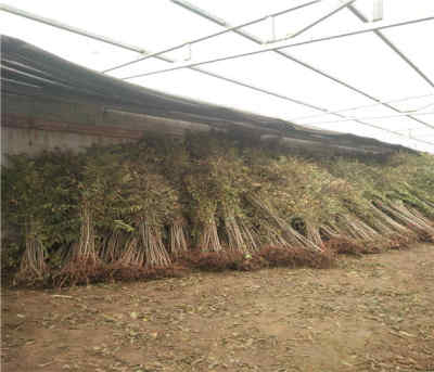 陜西漢中香椿苗產(chǎn)地在哪 新聞 露天香椿樹(shù)苗多少錢(qián)一棵