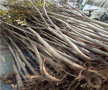 8518核桃樹苗價(jià)格解析及陜西種苗市場概況