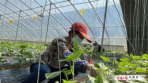 陜西農(nóng)業(yè)示范園 蔬菜輪作一年四季不停歇，種苗引領(lǐng)產(chǎn)業(yè)升級