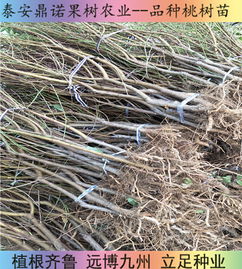 陜西7-5油蟠桃苗 早熟優(yōu)質(zhì)桃樹苗品種的直銷優(yōu)勢與種植指南