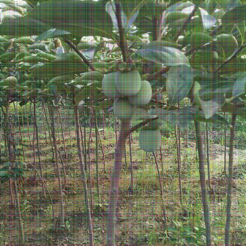 8公分柿子樹 果個大適應(yīng)性強，陜西種苗的優(yōu)選品種