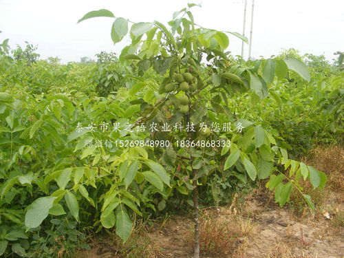 重慶與陜西種苗產(chǎn)業(yè)發(fā)展對比與展望