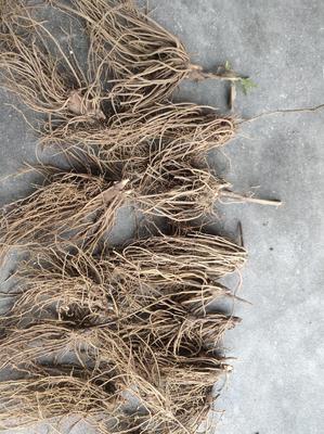 陜西商洛鎮(zhèn)安縣精品蒼術(shù)種苗批發(fā) 優(yōu)質(zhì)種源助力中藥材種植發(fā)展