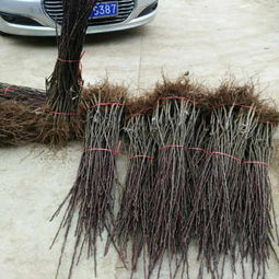 金川雪梨樹苗批發市場拓展唐山渠道 陜西種苗助力北方農業升級