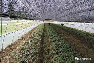 走好龍頭企業與集體經濟融合發展之路——二論漢陰縣鎮園產業聯盟模式對鄉村產業振興的啟示