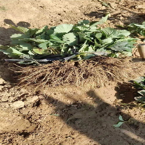 沈陽市高產(chǎn)草莓苗推薦及陜西種苗選購(gòu)指南